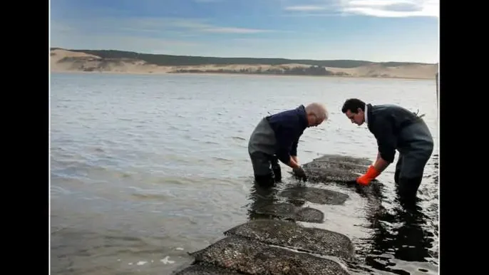 team in the field tending to oyster trays