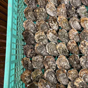 Papillon Oysters