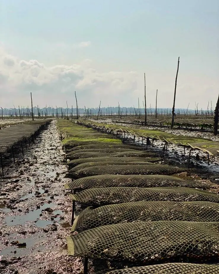 papillon oysters cultivation method
