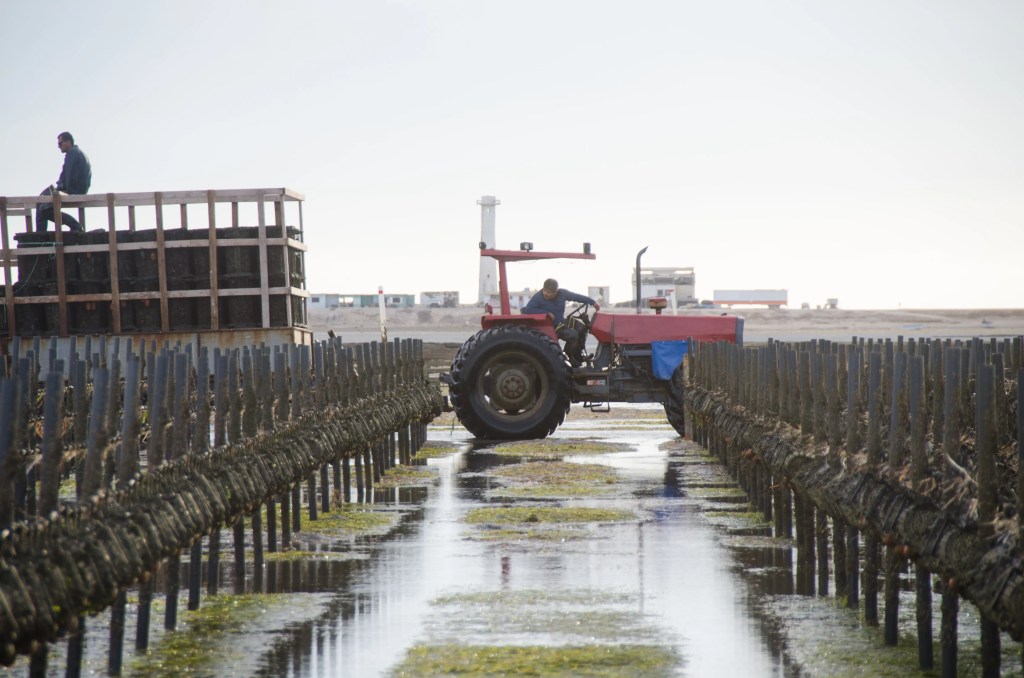 Harvesting oysters in bulk