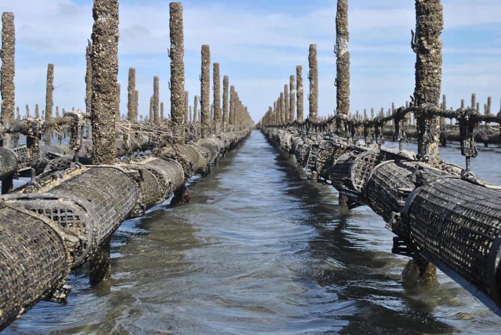 oyster farm in guerrero negro