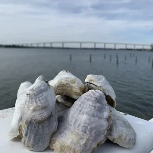 Myrtle Point Oysters