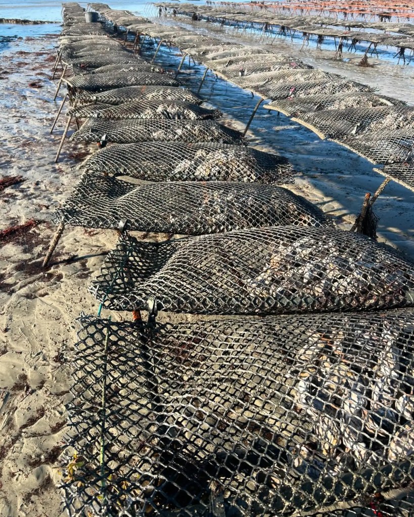 cultivation Method for poget oysters