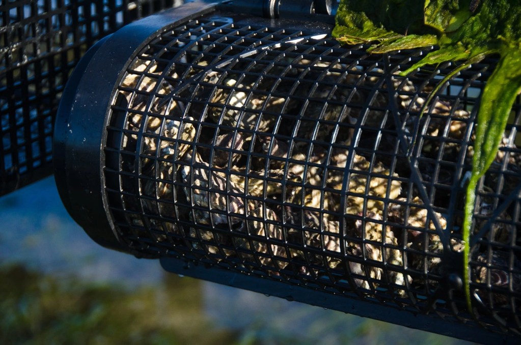 horiontal cultivation of el chingons