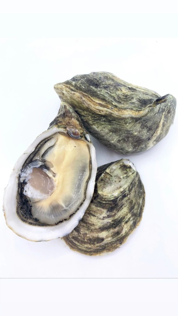 Kumiai Oysters 