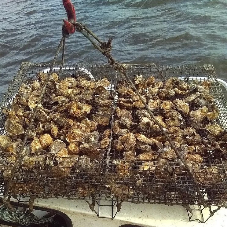 CULTIVATION IN PATEUNT RIVER
