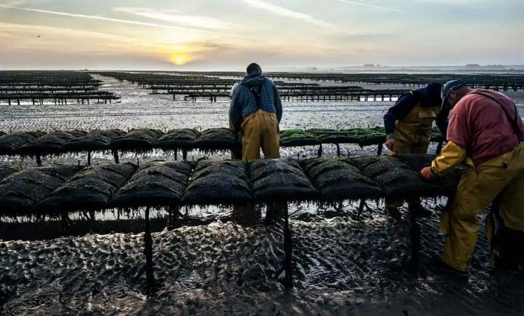calvadosienne oyster farm team cultivating oysters