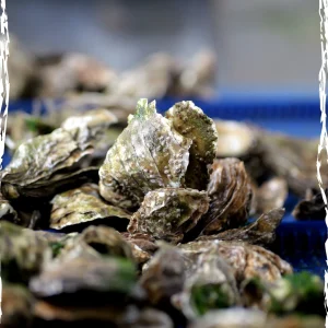 La Speciale Geay Oysters