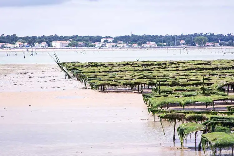 the cultivation process at huitres geay oysters