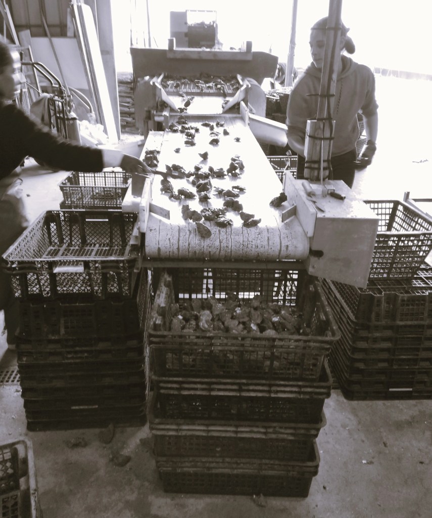 Part of the oyster cultivation process at the massey farm in france
