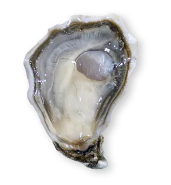 Originelle de Jeanine oysters