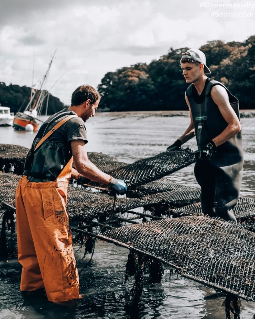 plate du belon cultivation method