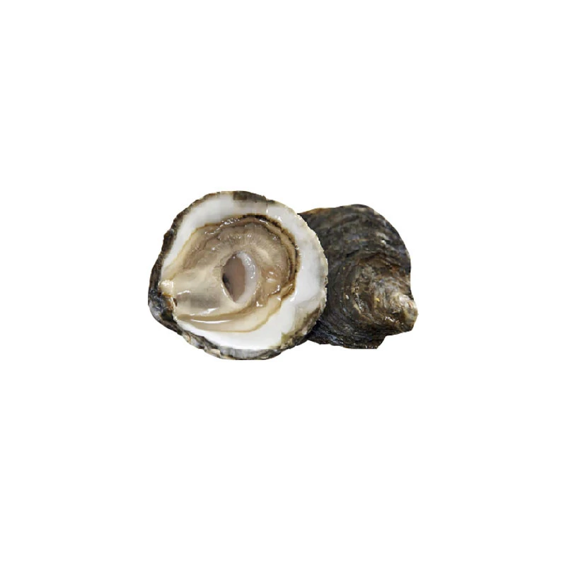 plate du belon oysters