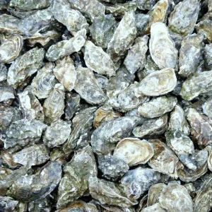 Fine l’Oléronaise Oysters