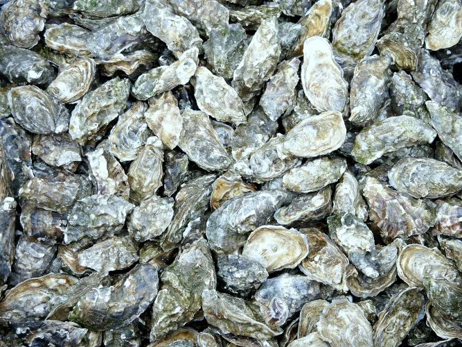 L'Oléronaise  oysters