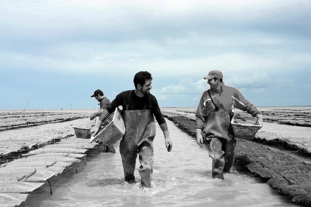 L'Oléronaise oyster farmers