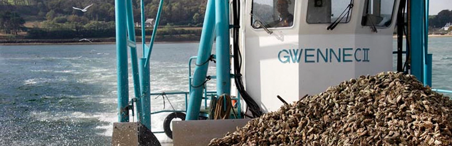 pearle noire cultivation via boat