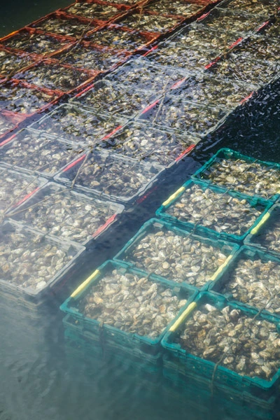 oysters of huitres cadoret sitting under water in cages