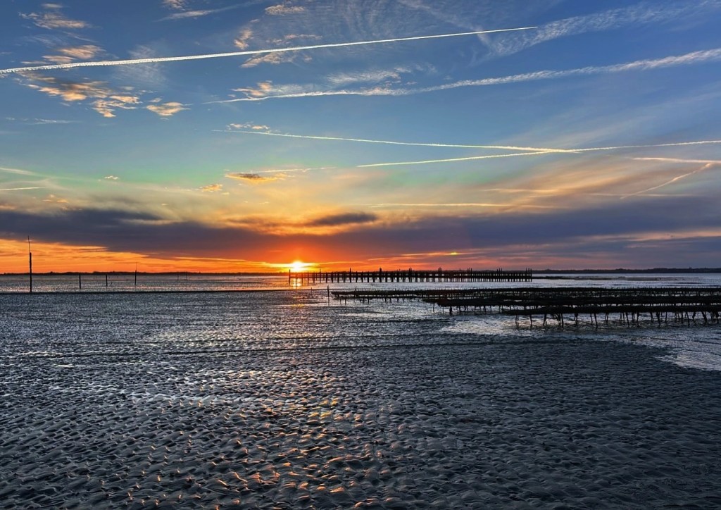  Sunset view over an oyster farm’s tidal flats, with trestle racks and water channels stretching out toward the horizon