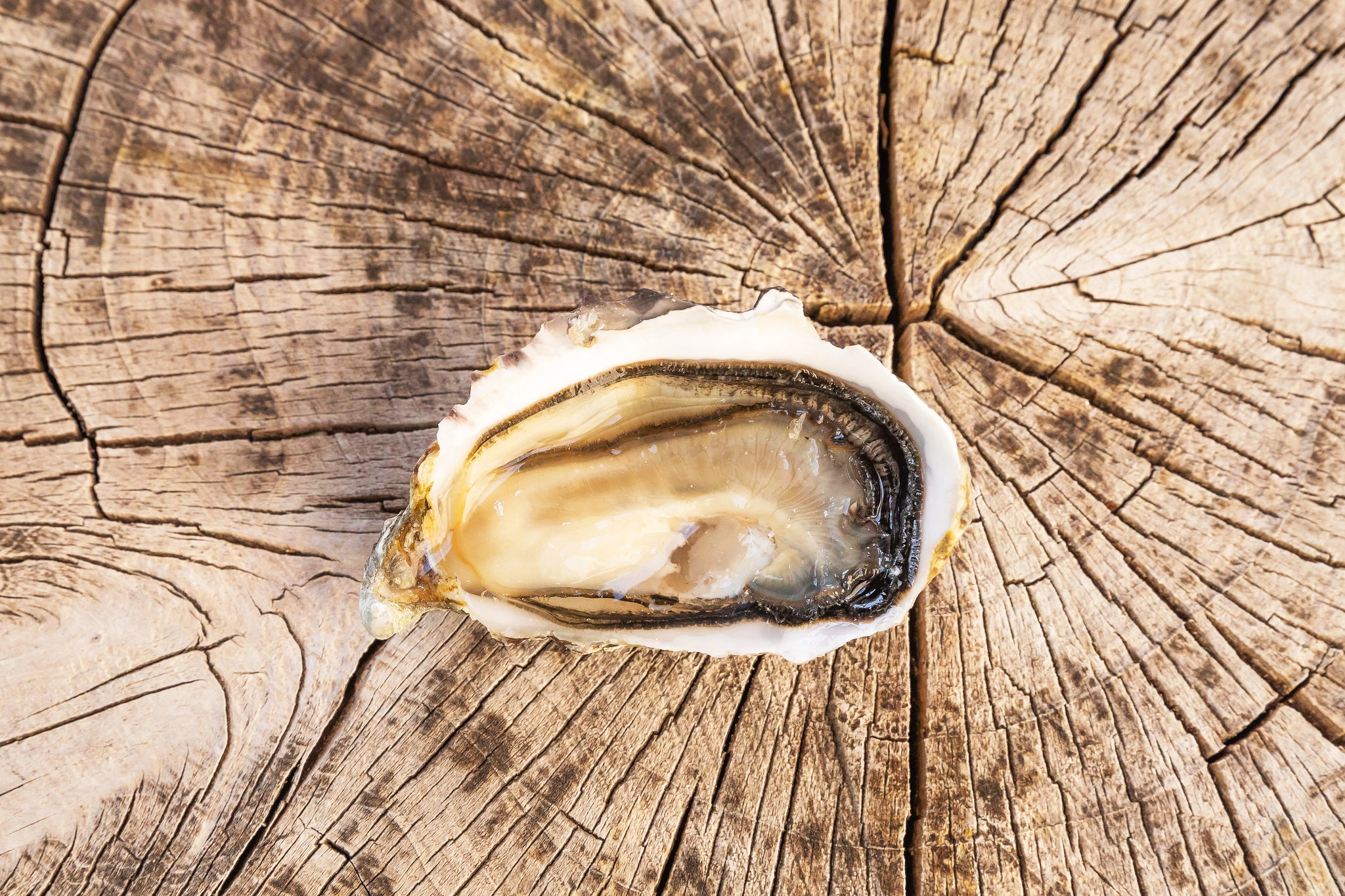 Pearle noire oyster on a wooden block