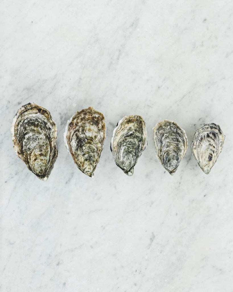 Five Ostra Regal oysters of differing sizes lined up in order on a marble surface for visual comparison.