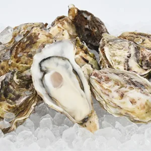 Claire Stripe Oysters