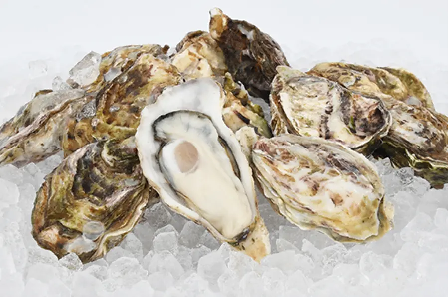 claire stripe oysters