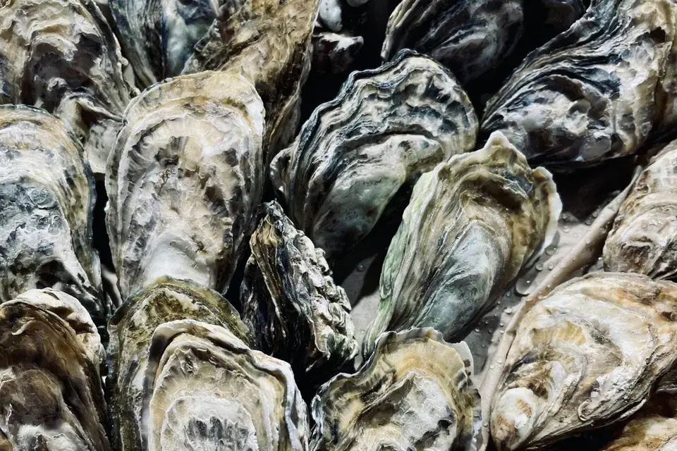 Hiroshima Kaki oysters in a pile close up shot