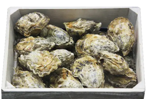 box of hiroshima kaki oysters