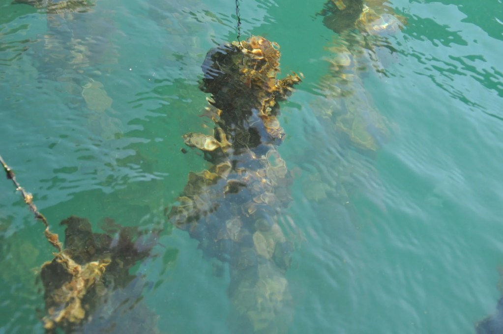kanawa oysters cultivation