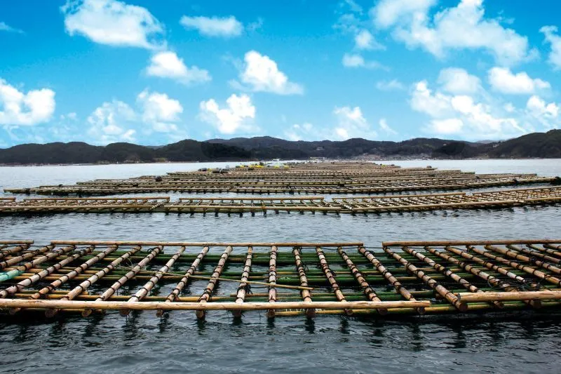 uramura oysters cultivation method