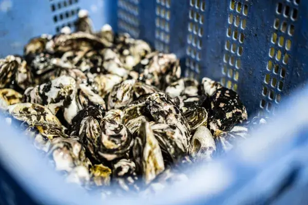 Karatomari Ebisu oysters sitting in blue basket