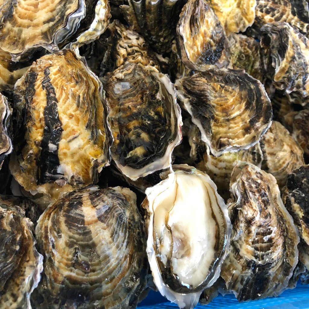 pile of kanawa oysters