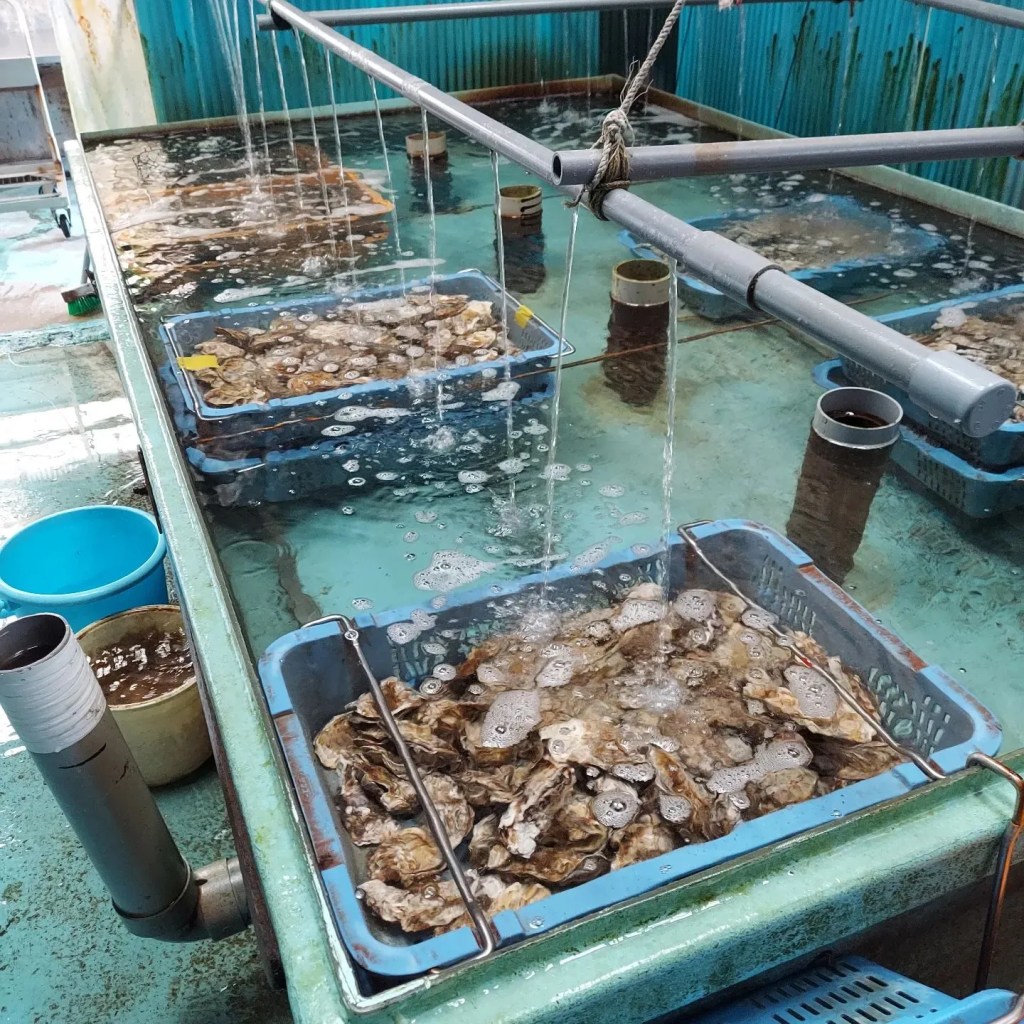 momokomachi oysters cultivation method