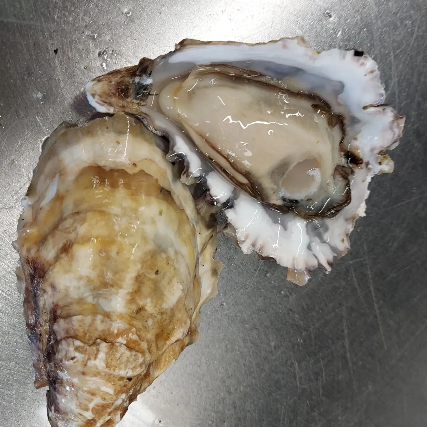 momokomachi oysters on stainless steel table
