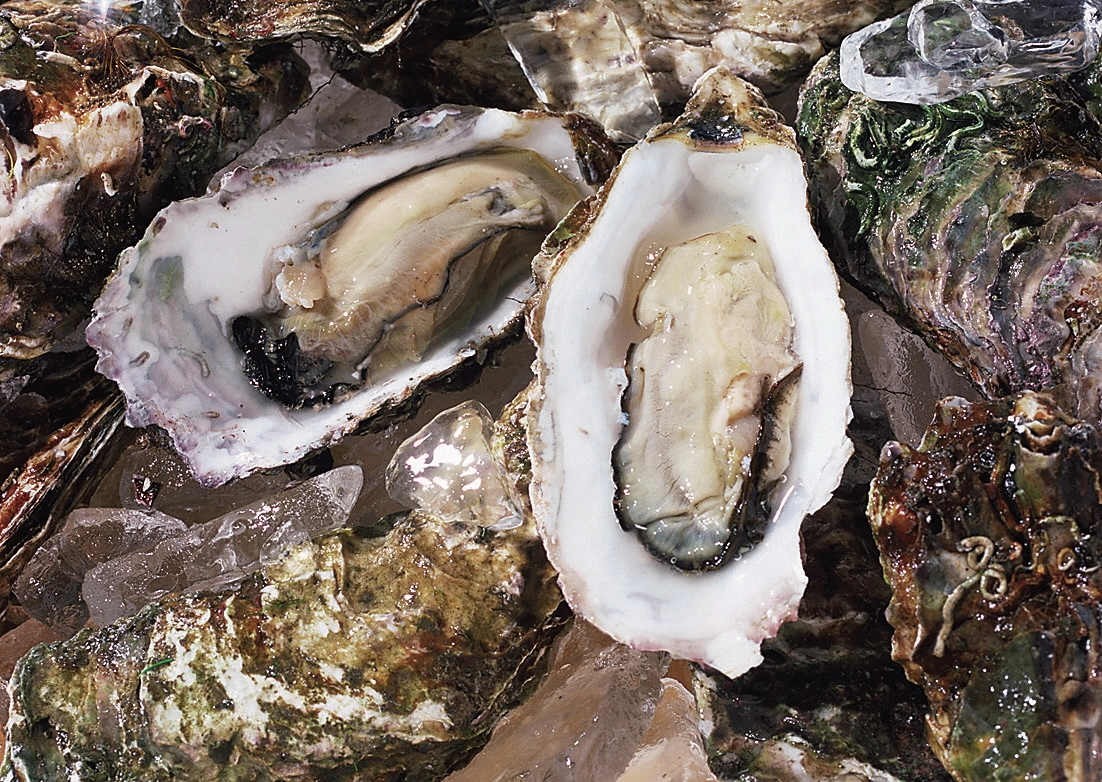 noto kaki oysters