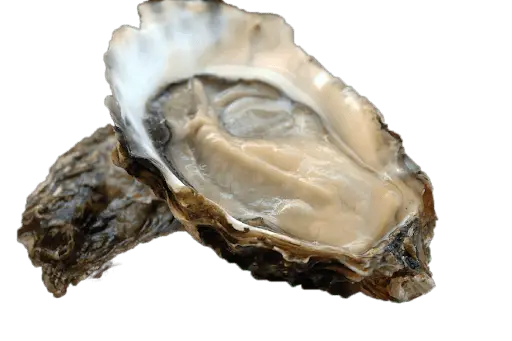 uramura oysters