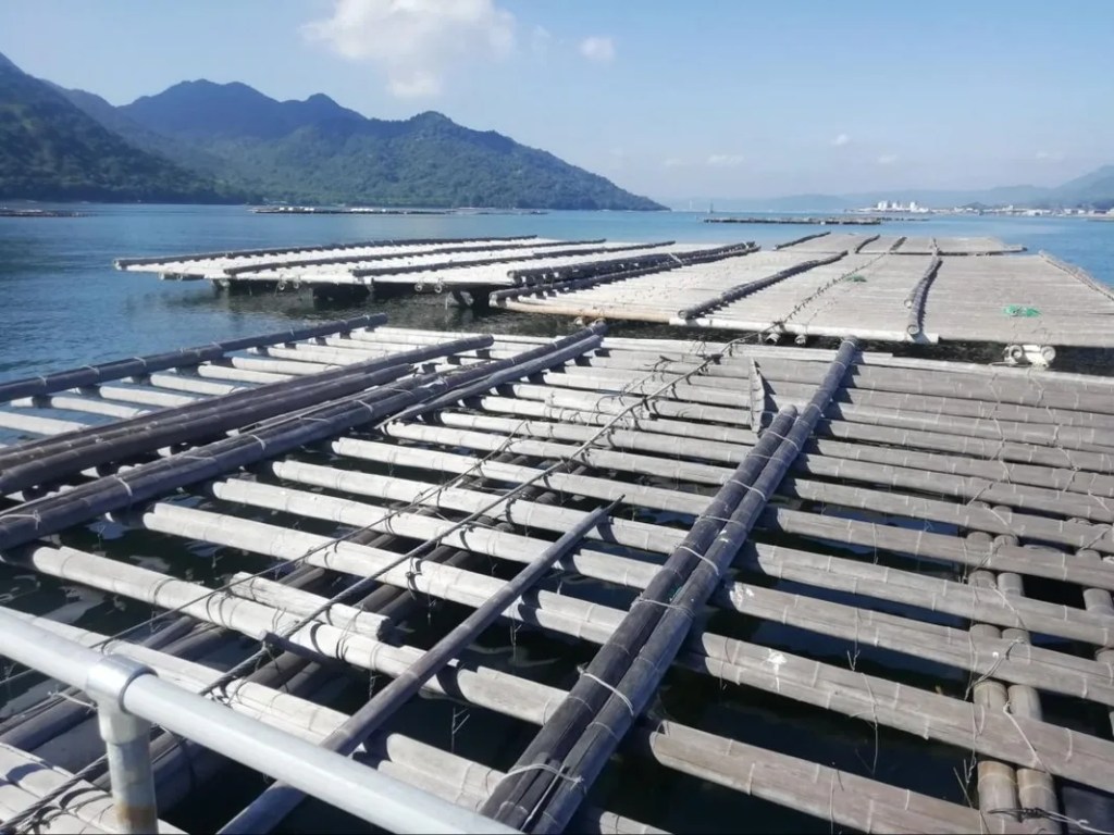 Close-up view of oyster cultivation rafts floating in calm coastal waters in Wakayama Prefecture, Japan, with mountains and aquaculture platforms visible in the background.