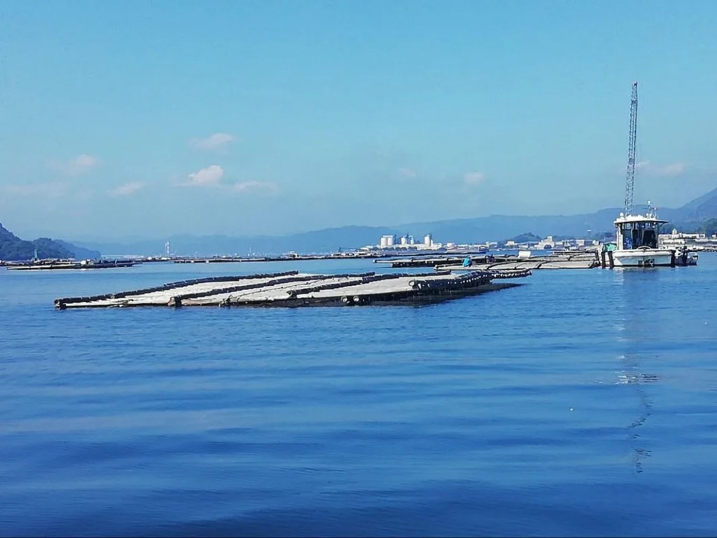 Wide view of floating oyster farming platforms in Wakayama Prefecture, Japan, surrounded by calm blue water with a work boat and distant shoreline in view.
