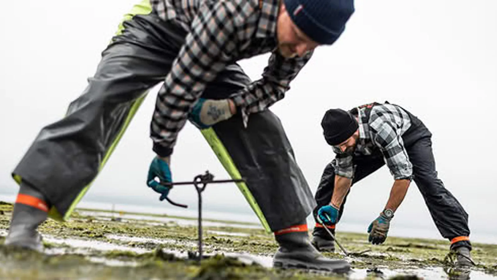Tide-tumbled cage culture for Baywater Sweets oysters in Thorndyke Bay