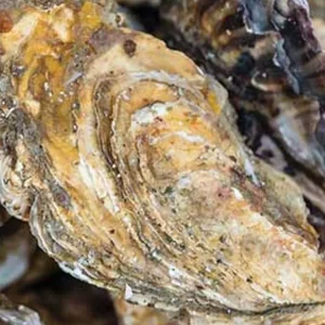 Davenport Oysters