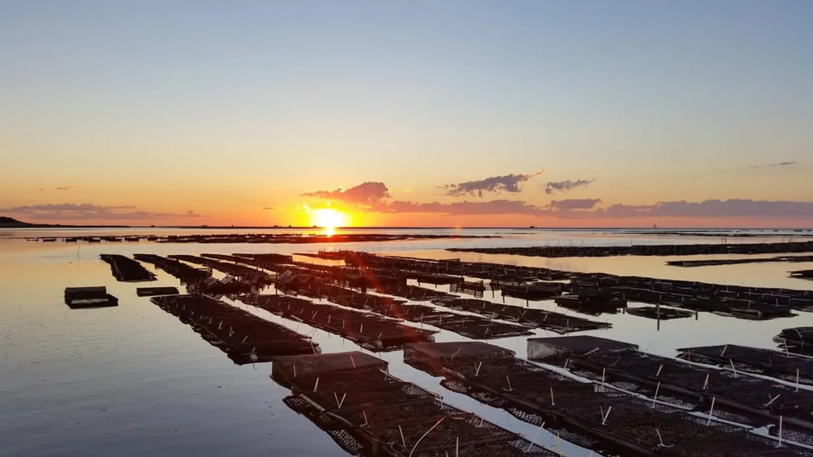 Davenport oysters — Quivet Neck Beach, Dennis, Massachusetts growing area