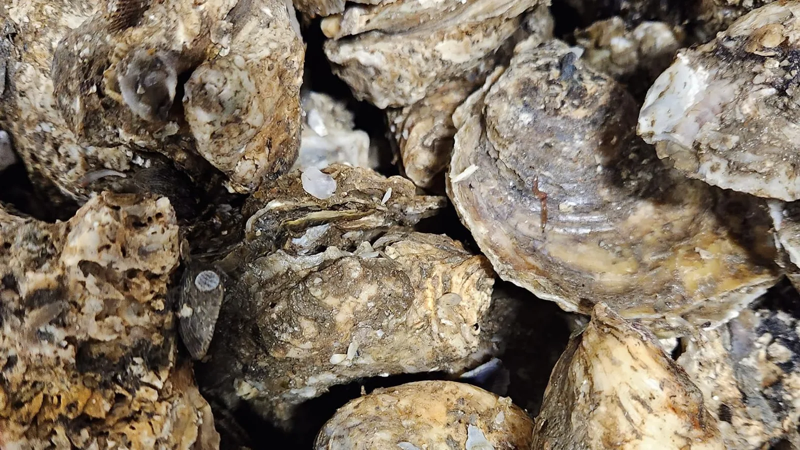 Davenport oysters — overview