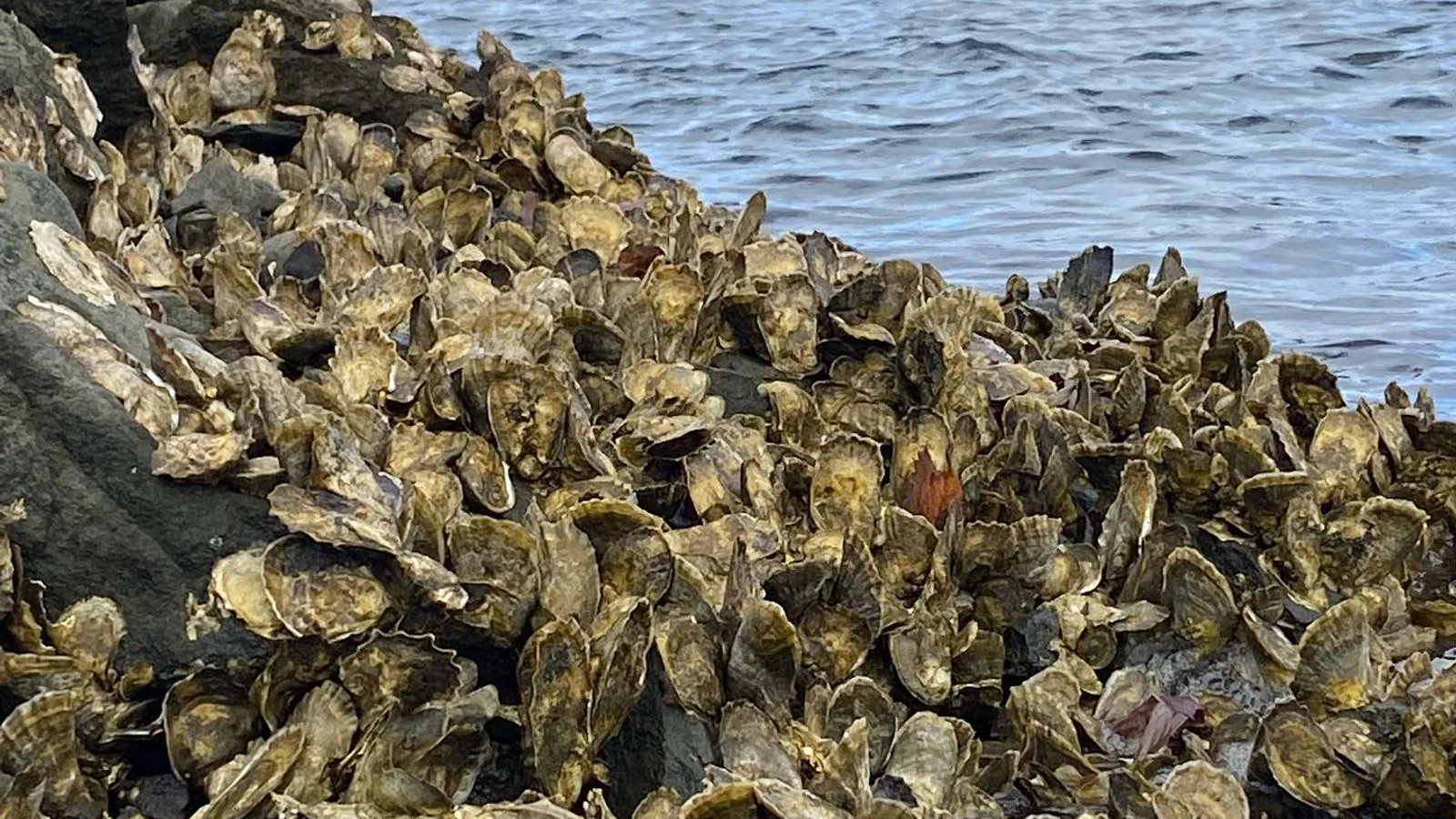 Wild Eastern oysters clustered on shoreline rocks at the water’s edge