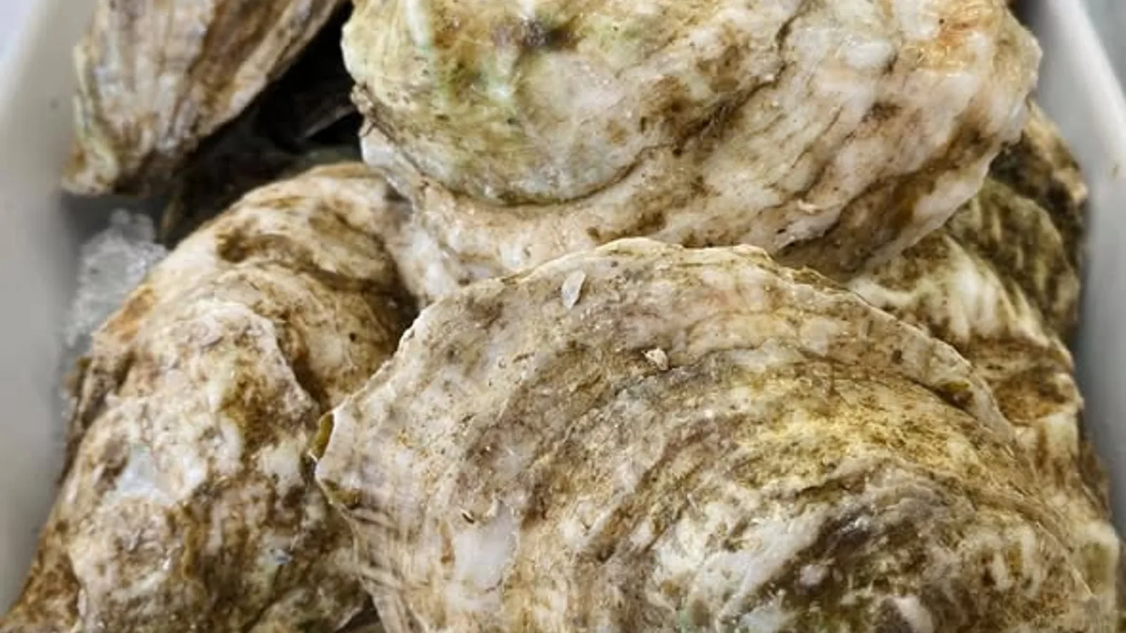 Model T oysters on ice