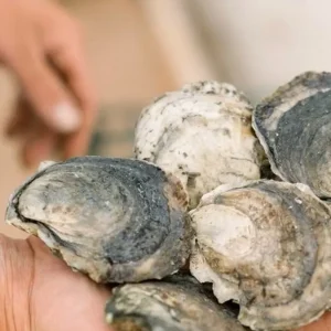 Norumbega Oysters