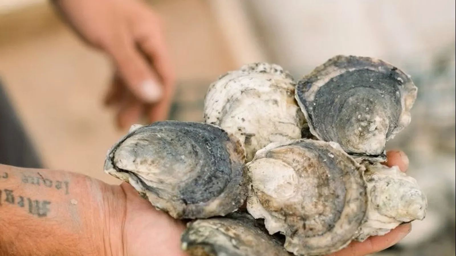 Norumbega oysters — harvest