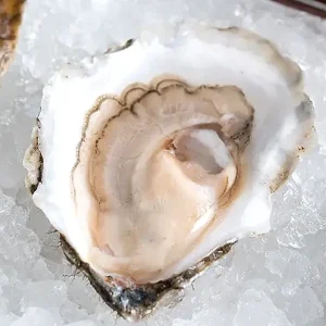 1620 Oysters