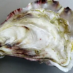 Aomori Pacific Oysters