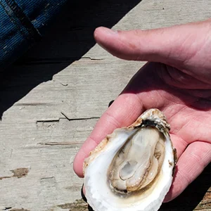 Fairhaven Oysters